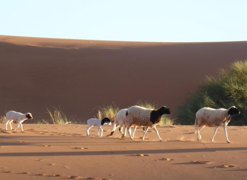 Sheep in arid landscape, southeastern Morocco.