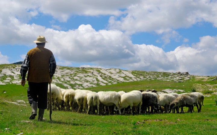 Modern sheep breeds are diverse, with unique adaptations to different environments.