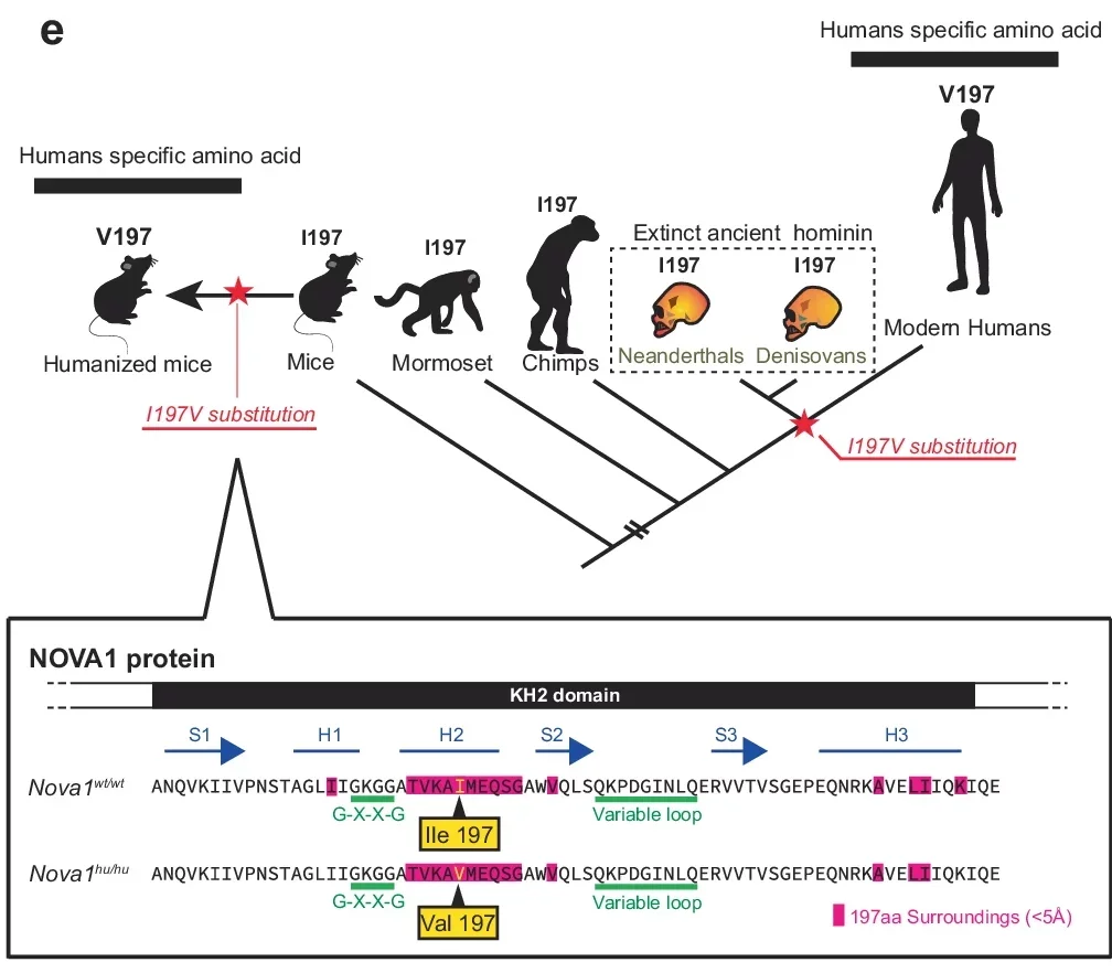 Model of the evolutionary timing for the 197th amino acid change in the NOVA1 gene