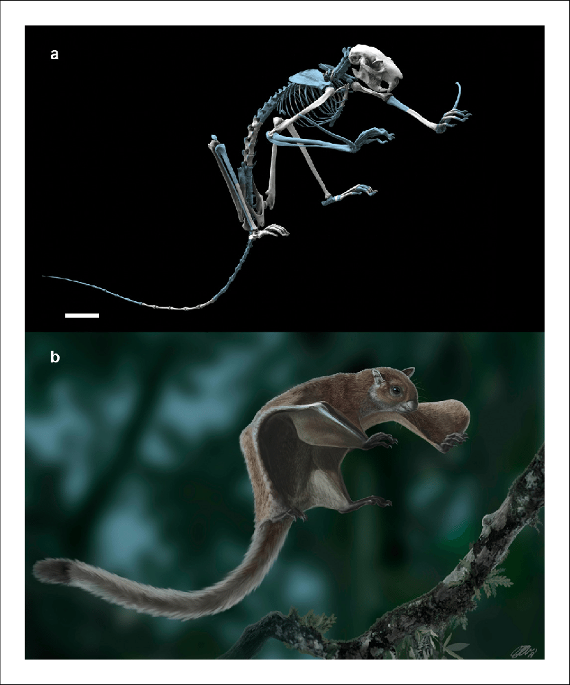 The fossil flying squirrel Miopetaurista neogrivensis. Reconstruction of the skeleton based in the partial skeleton IPS56468 from Abocador de Can Mata. 