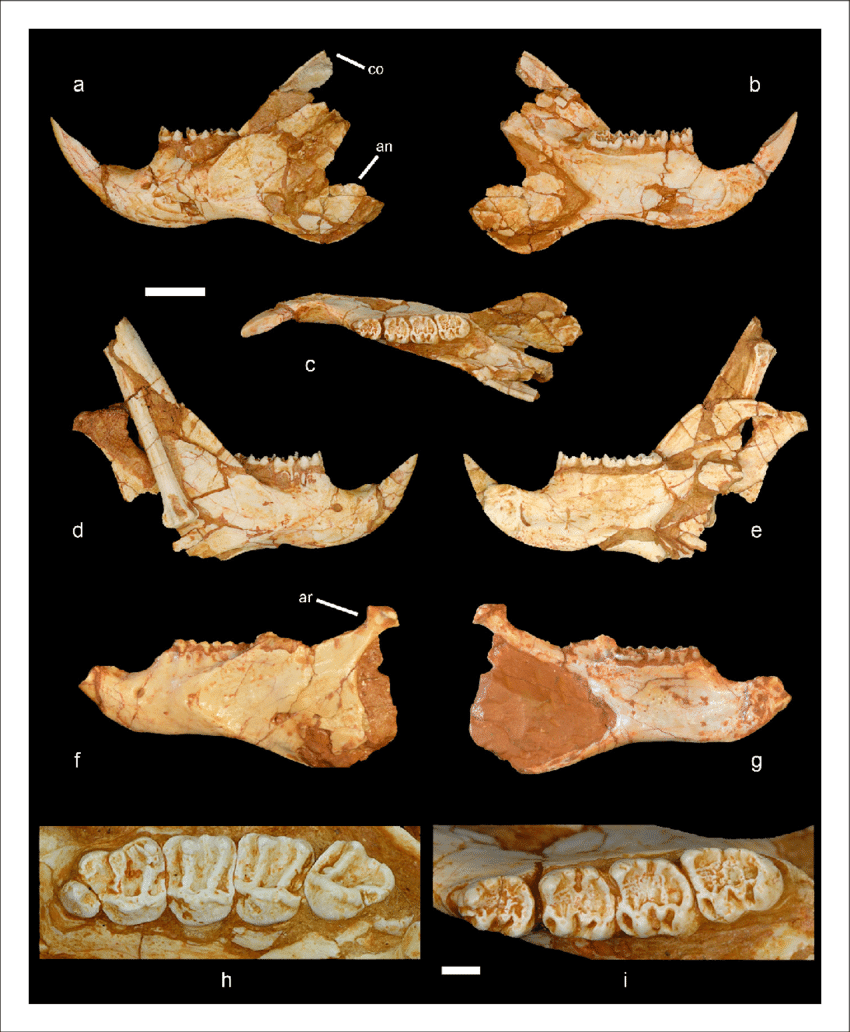 Mandible and cheek teeth of Miopetaurista neogrivensis. (a to c) Partial left hemimandible (IPS56468j) in lateral, medial and dorsal views. (d to e) Partial right hemimandible (IPS56468i) in lateral and medial views. A caudal vertebra and a bone fragment are attached to the lateral side of the mandibular ramus. Both hemimandibles were associated to the partial skeleton IPS56468 from ACM/C5-D1. (f to g) Partial hemimandible (IPS87560) from ACM/C8-B sector in lateral and medial views. (h) Left upper cheek teeth series (P3-M3) of IPS56468h (Figure 6-Figure supplement 1 ). (i) Left lower cheek teeth series (p4-m3) of IPS56468j.