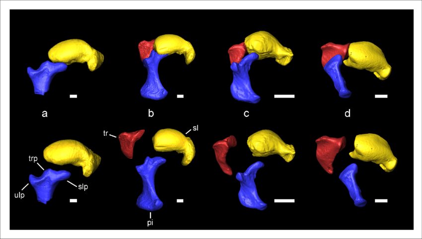 Carpal bones associated with the extension of the patagium of Miopetaurista neogrivensis as compared to extant squirrels. Articulated bones are shown on top and disarticulated ones are shown below.