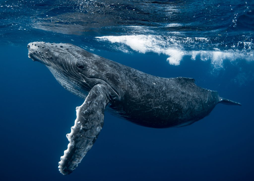 Male humpback whales produce long, structured songs made up of smaller units. These vocalizations follow a hierarchical pattern.