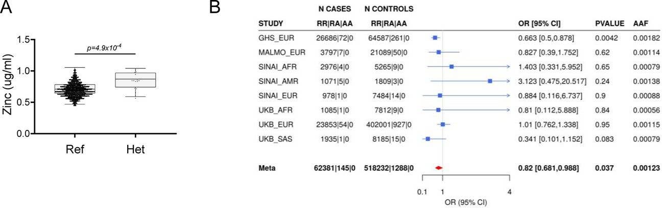 Rare putative LOF (pLOF) variants in SLC39A5 are associated with elevated serum zinc and nominal protection against type II diabetes (T2D).