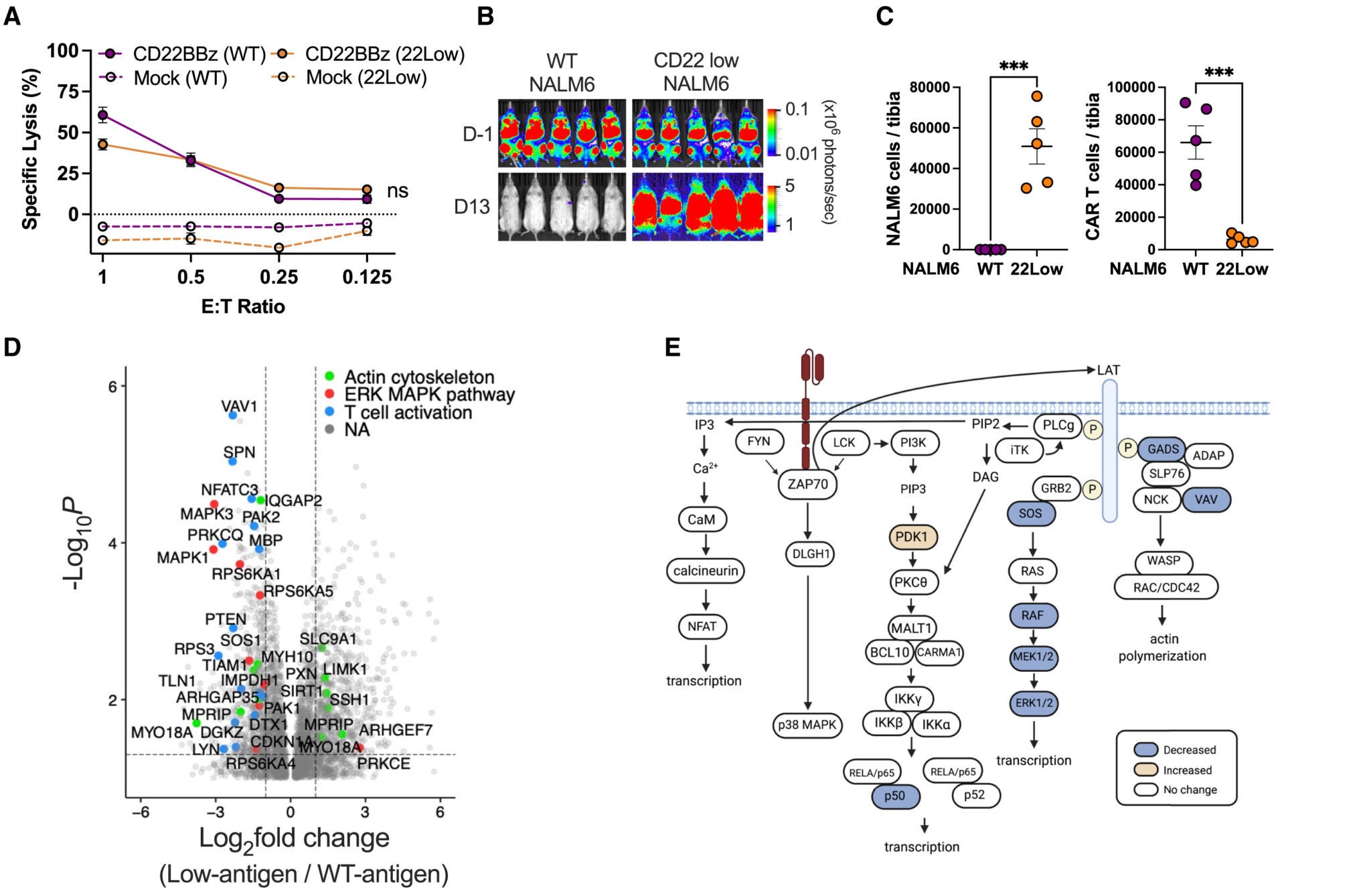 Low antigen stimulation of the CAR results in inefficient LAT activation with impaired downstream signaling
