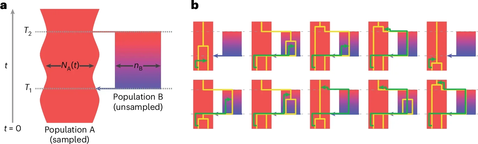 Diagram of the structured model. Going forward in time, an ancestral population splits into two populations, A and B, at time T2.