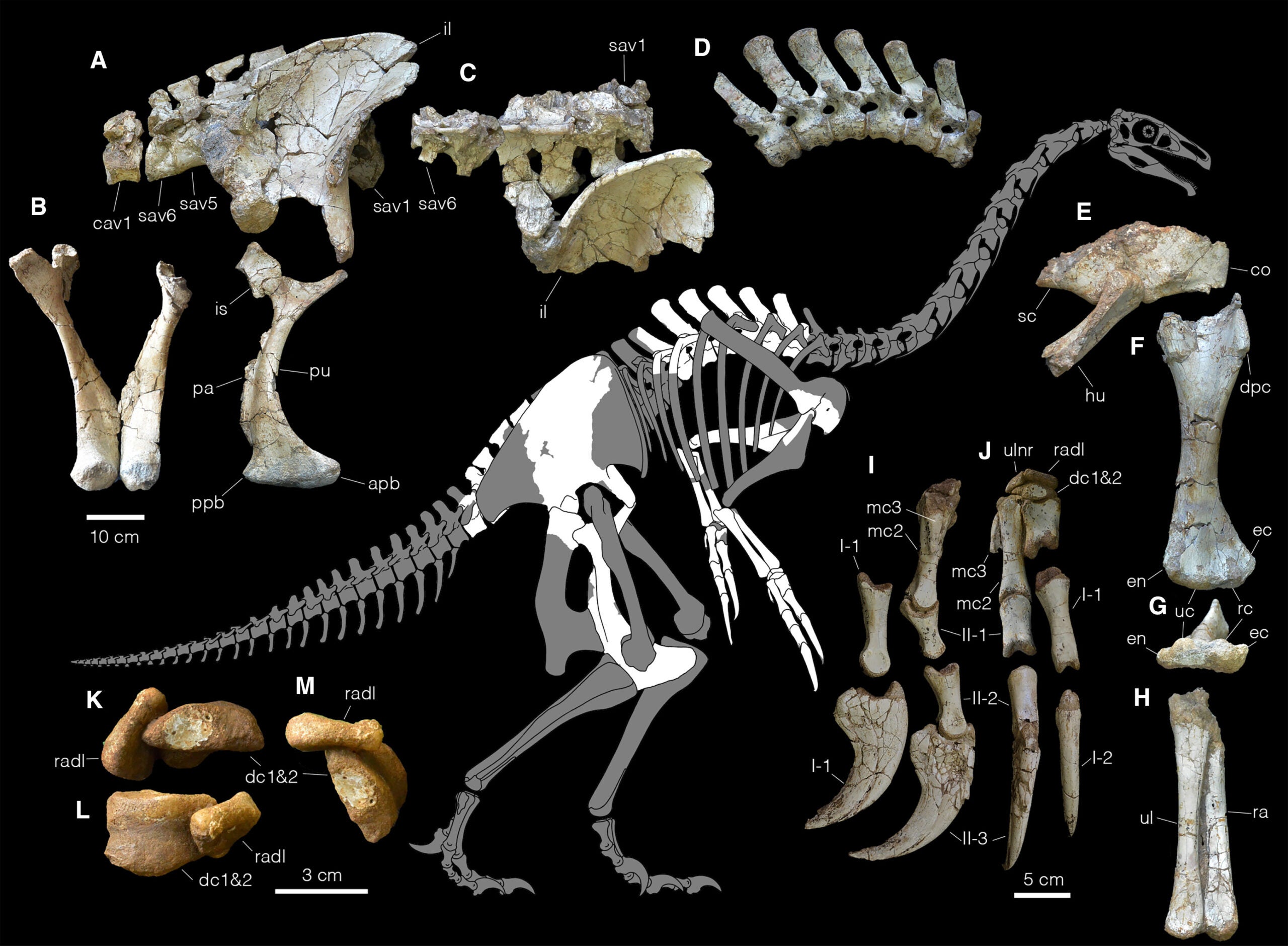 Reconstructed skeleton and selected elements of Duonychus tsogtbaatari gen. et sp. nov.