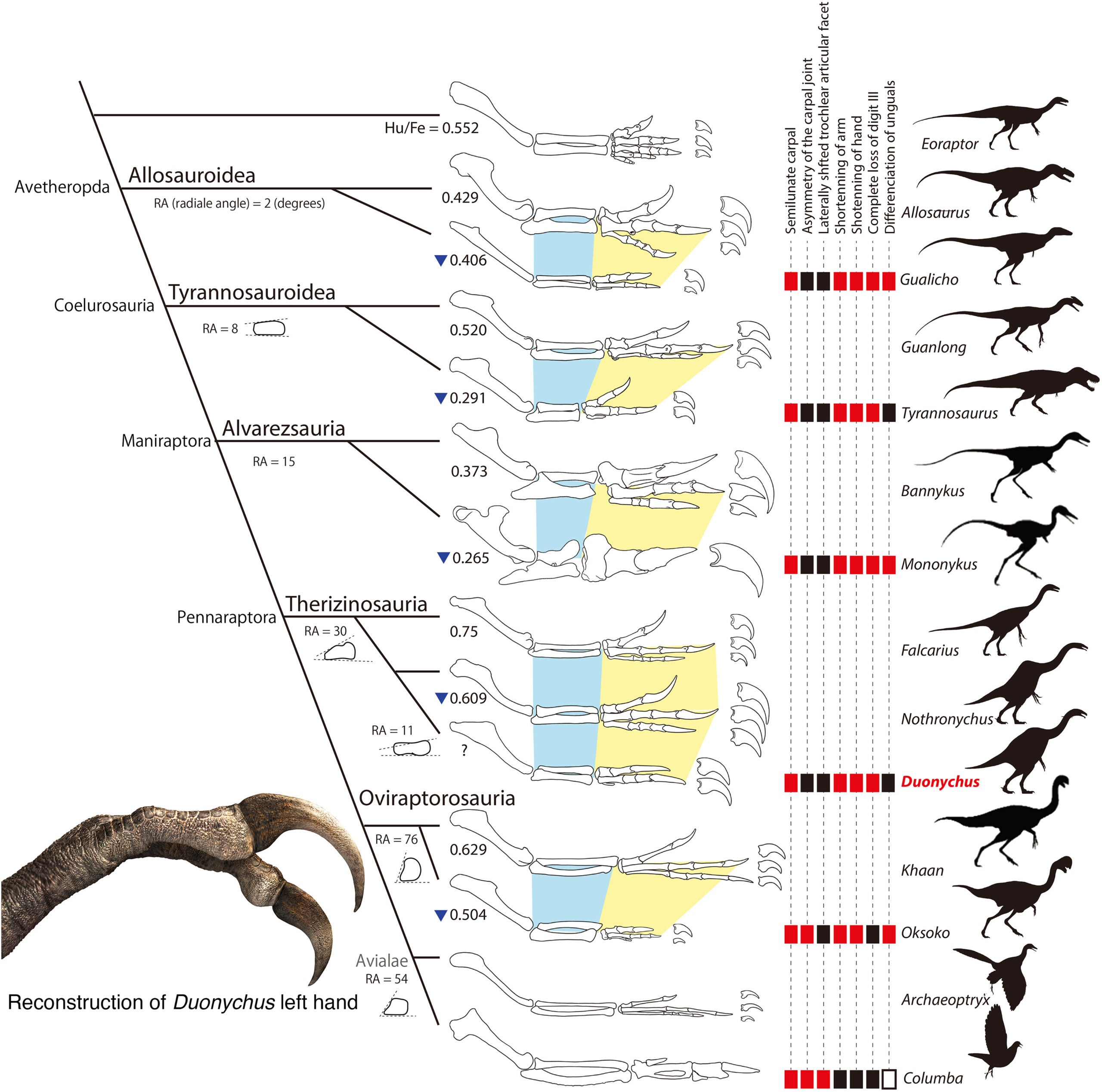 Cladogram of Avetheropoda highlighting forelimb shortening and digit III loss
