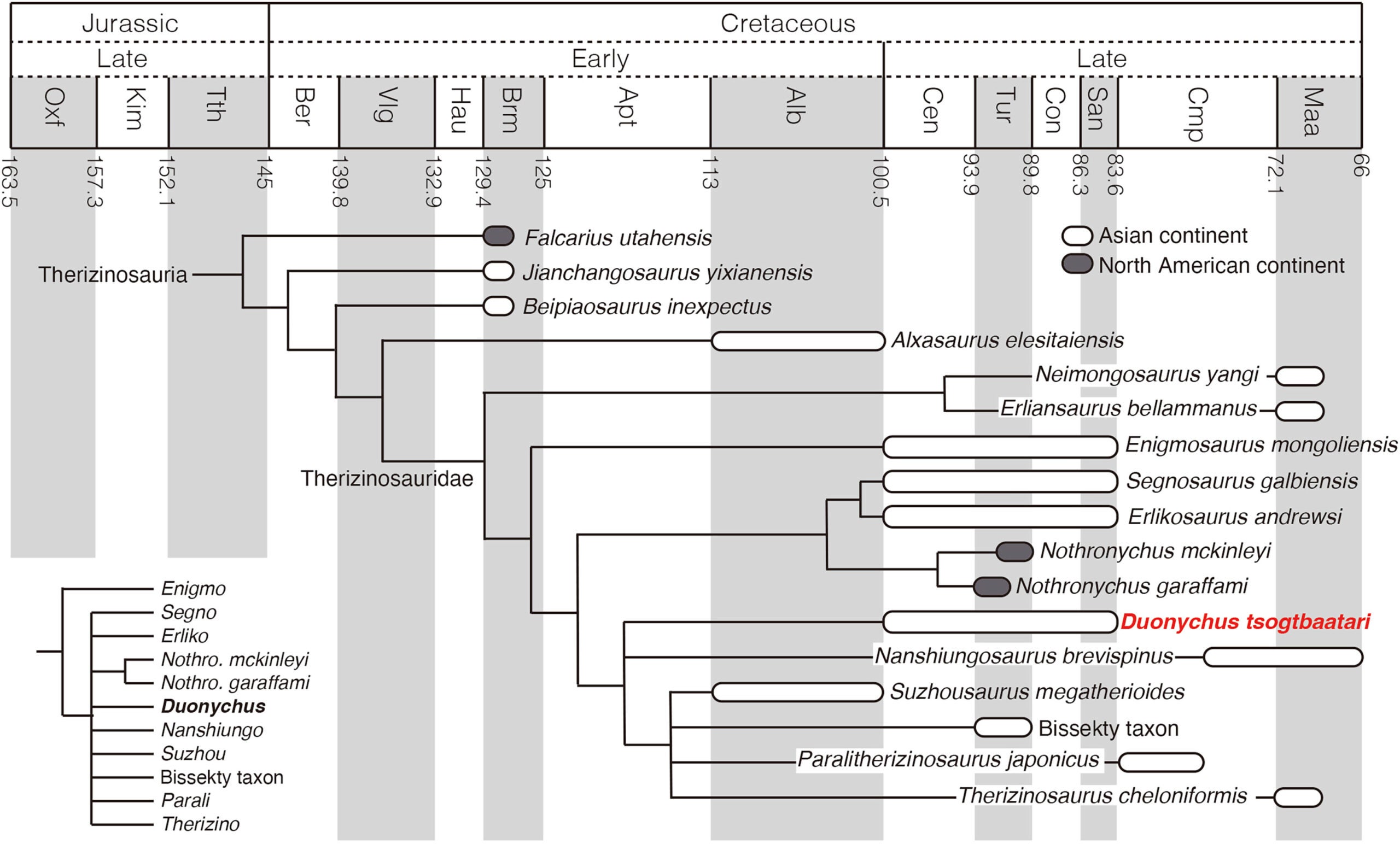  Phylogenetic relationships and temporal ranges of Therizinosauria