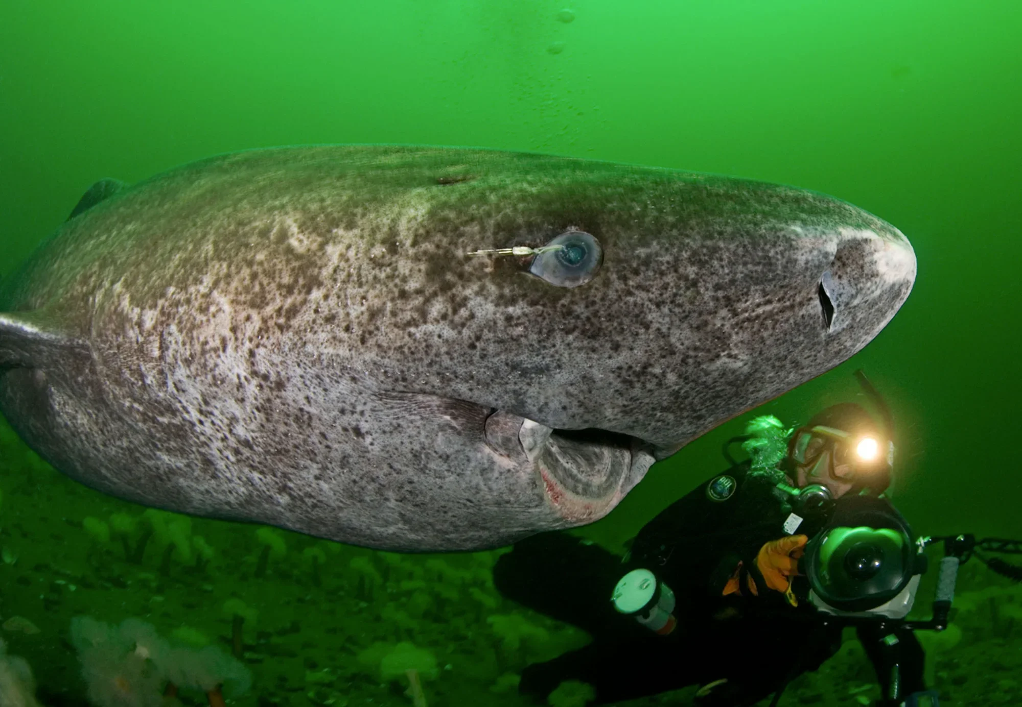 One Greenland shark, estimated at nearly 400 years old, provides evidence that these deep-sea predators far outlive other long-lived animals, including giant tortoises and bowhead whales.