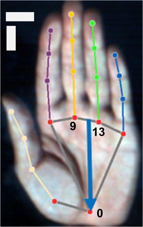 Hand landmarks model of MediaPipe. Blue arrow indicates a line ROI. Horizontal and vertical scale bars indicate 20 mm.