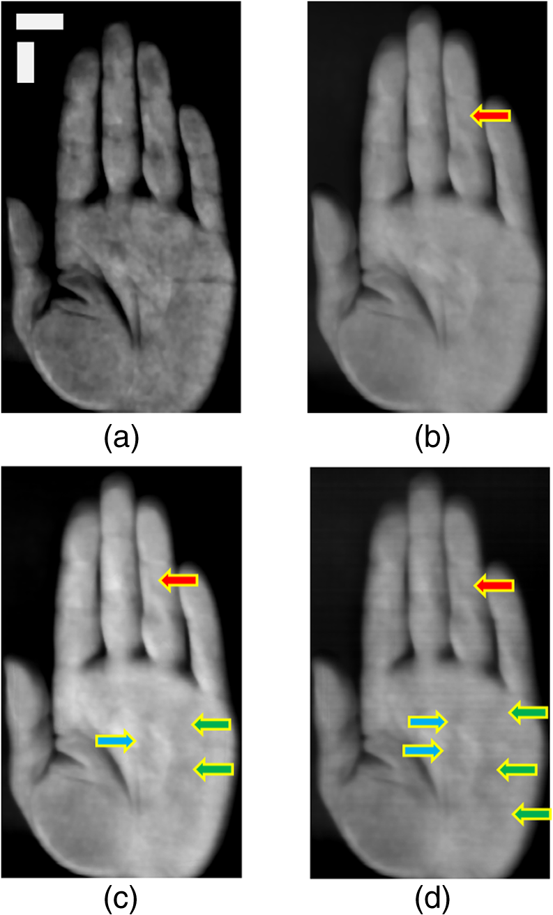 Averaged image of 20 spectral images every 5 nm. (a) Averaged from 500 to 600 nm. (b) Averaged from 600 to 700 nm. (c) Averaged from 700 to 800 nm. (d) Averaged from 800 to 900 nm. The arrows indicate vein-like patterns.