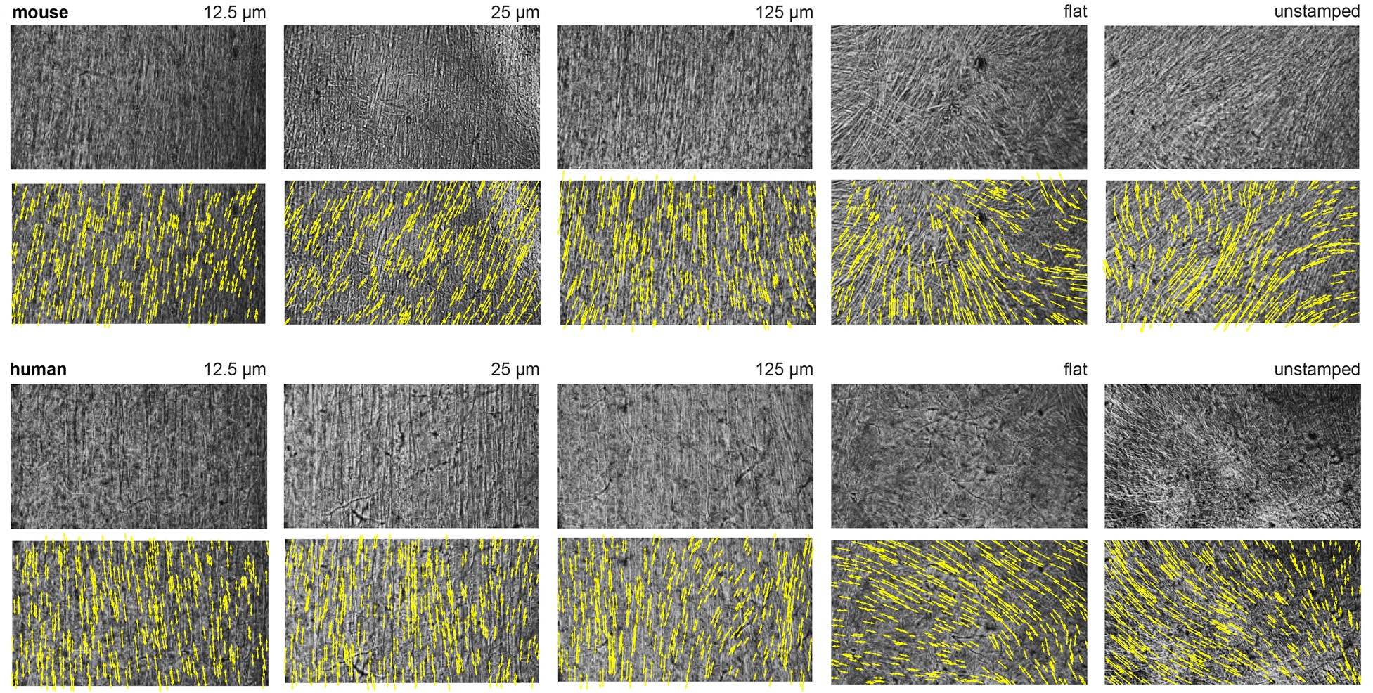Impact of microscale topographical cues on muscle contraction. Spatial maps of displacement vectors generated by mouse and human cells upon electrical stimulation, after 12 days of differentiation. Cells were either grown on substrates with microscopic grooves or non-patterned controls.