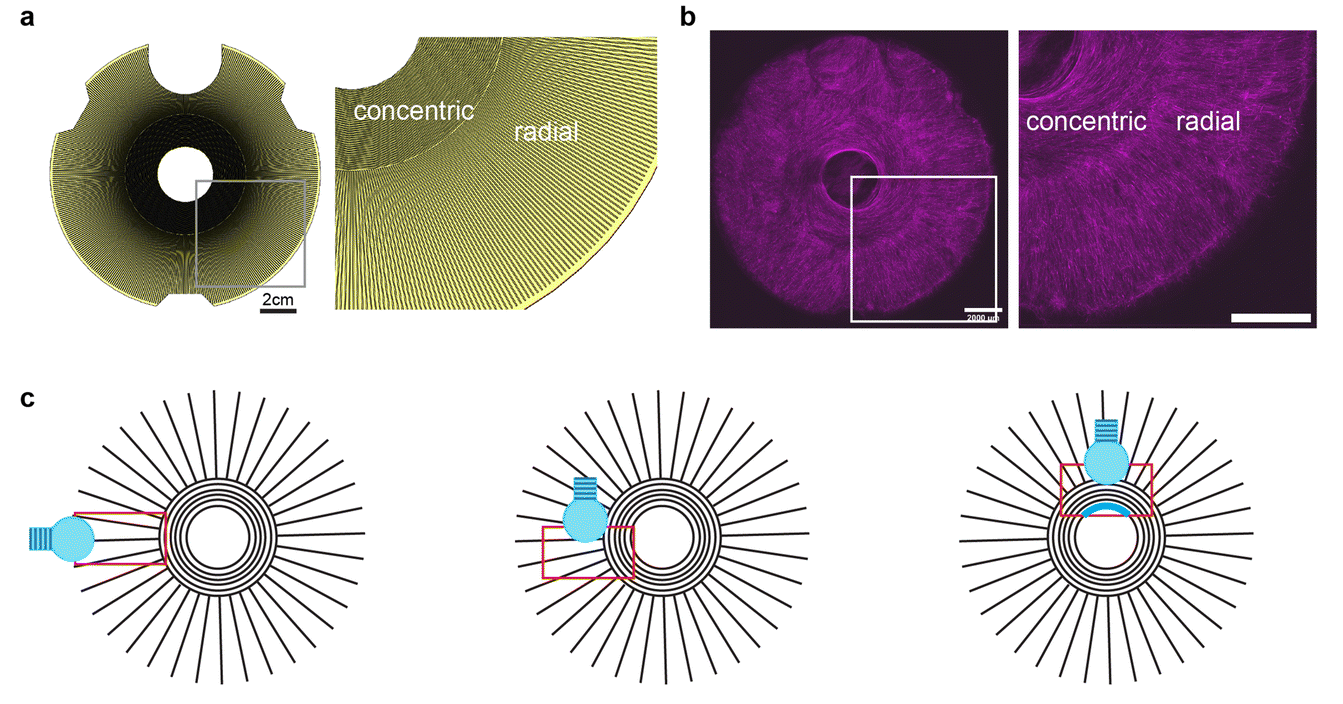 Leveraging hydrogel stamping to fabricate multi-oriented living actuators.