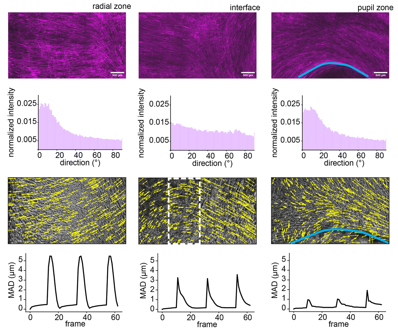 Schematic view of different regions of the iris, along with representative fluorescence images, directionality histograms, spatial maps of displacement vectors due to optically-stimulated muscle contraction