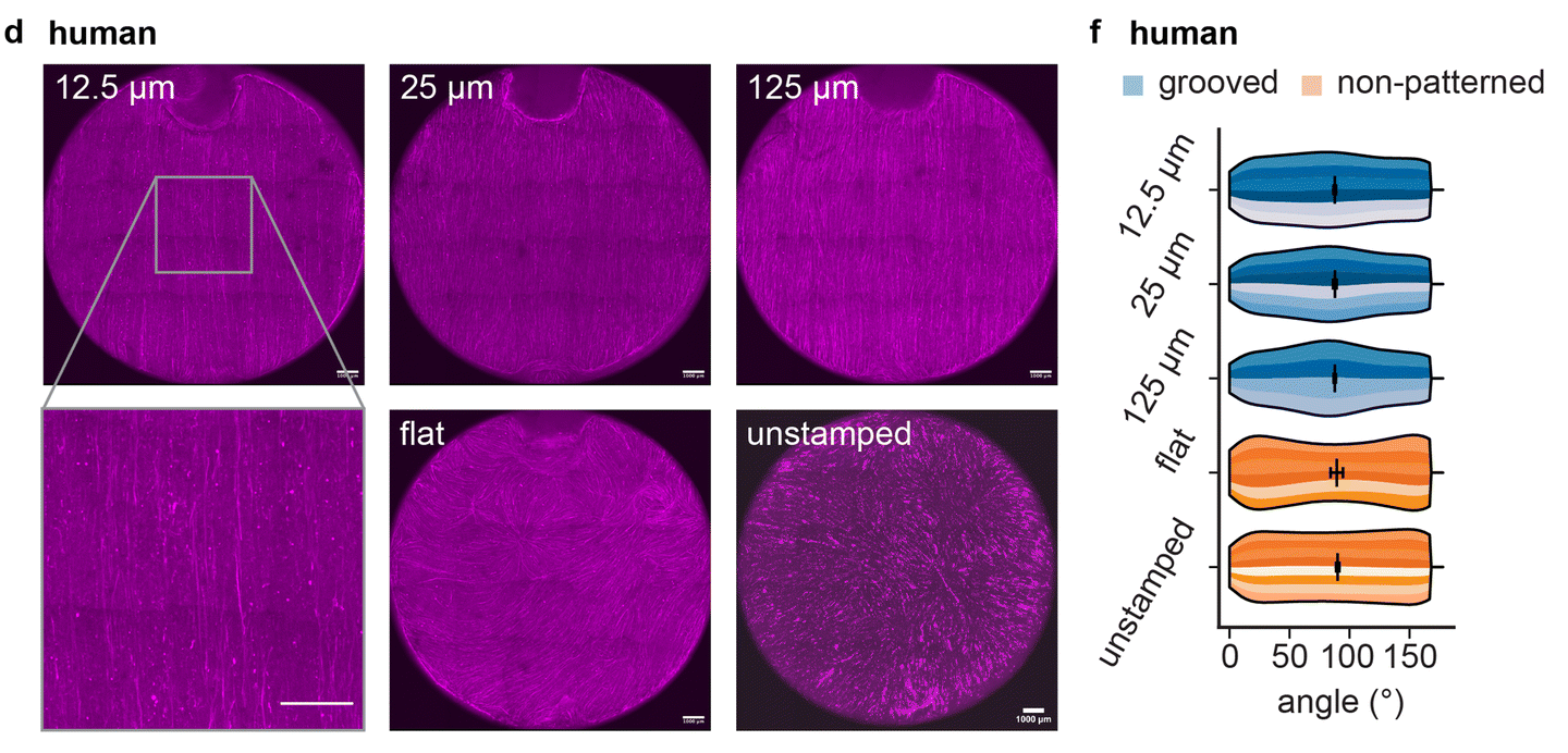 Representative full-well image of human muscle fibers after 12 days of differentiation on fibrin substrates with different sizes of grooves, and on non-patterned controls.