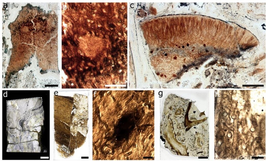 Prototaxites taiti material from the Rhynie chert.