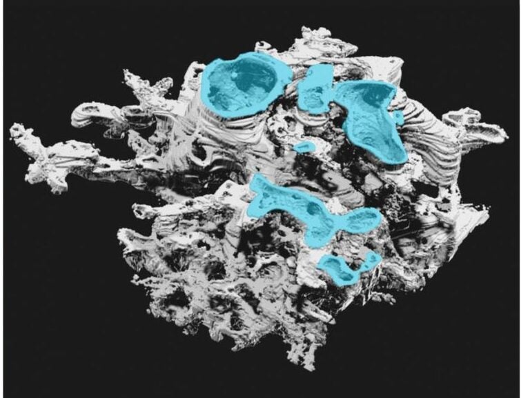 The medullary spots and tube types of Prototaxites taiti are morphologically distinct from anything observed in extinct or extant fungal groups, and do not support a fungal affinity for Prototaxites.