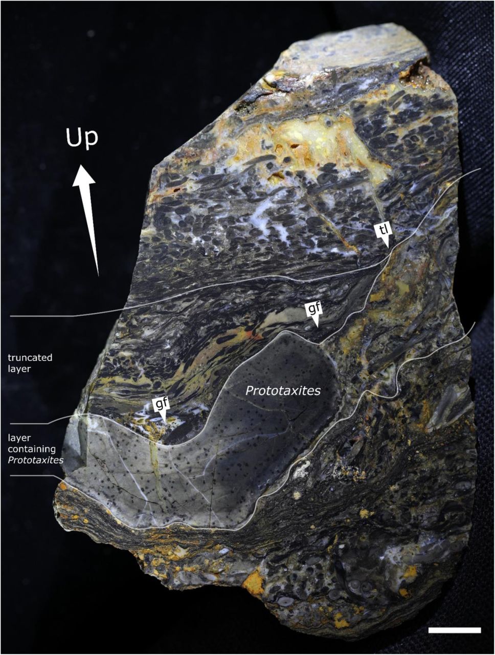 Annotated view of Rhynie chert block NSC.36 after being cut in half to show the location of the specimen relative to surrounding sediment, and interpret its orientation.