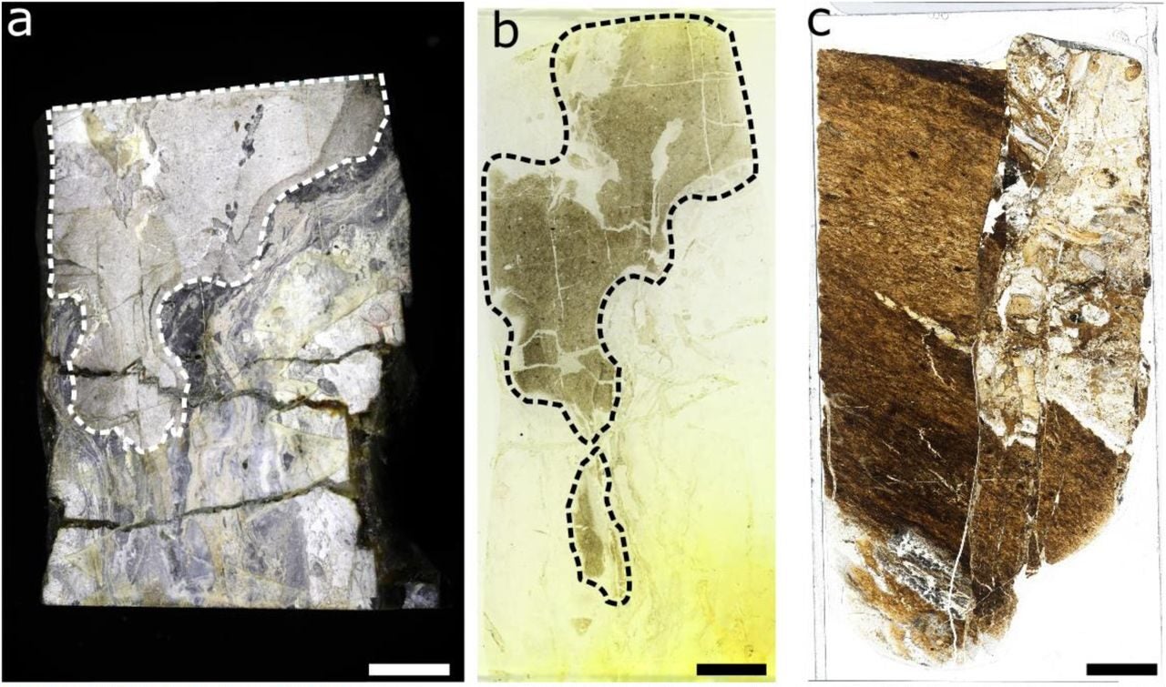 Anatomical features of Prototaxites taiti from Lyon Block 156.