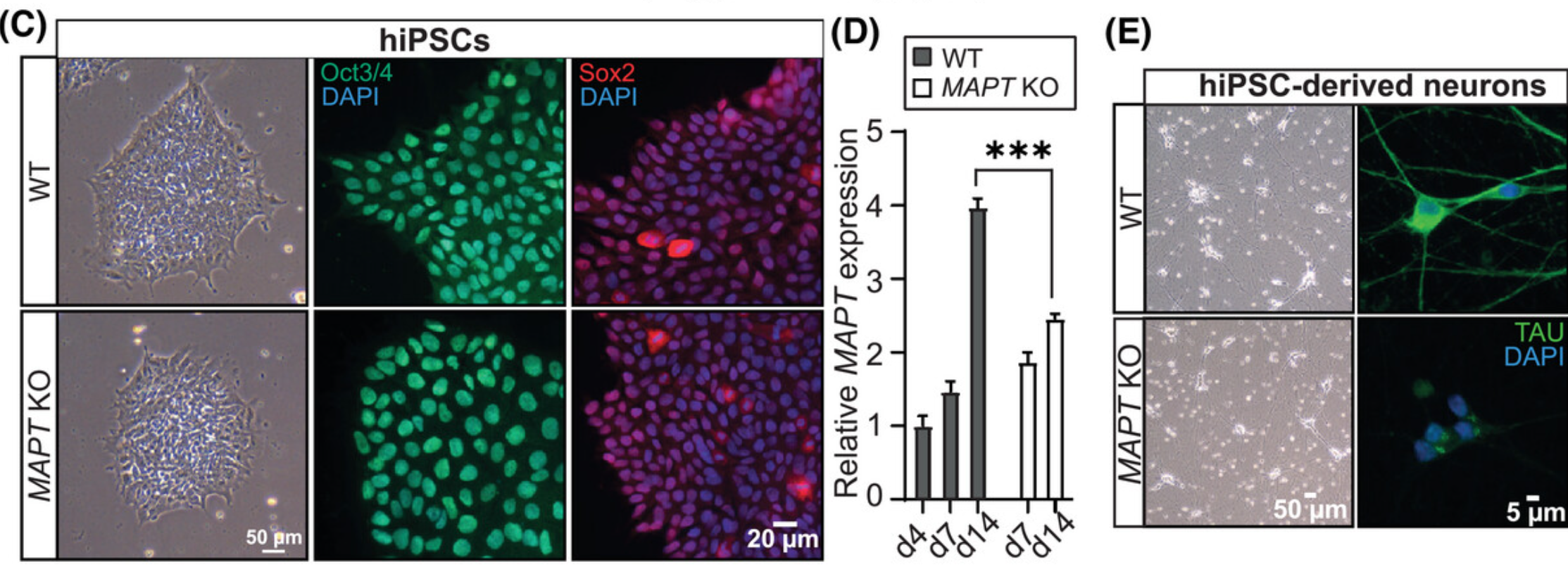 Generation of MAPT KO hiPSCs using CRISPR/Cas9. A, Schematic representation of CRISPR/Cas9 editing strategy to generate MAPT KO (= tau KO) hiPSCs.