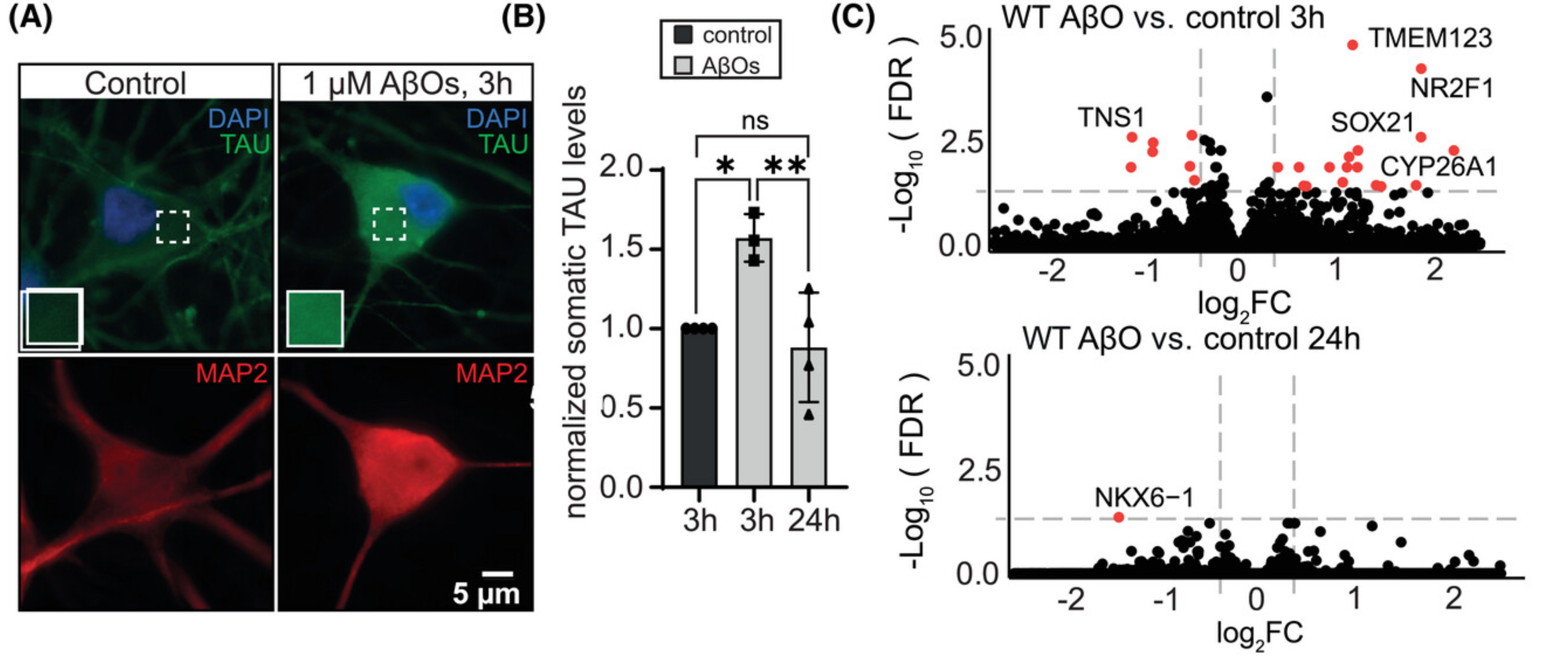 Representative IF images of WT iNeurons (d21) treated either with a vehicle control or 1 µM AβOs for 3 hours.