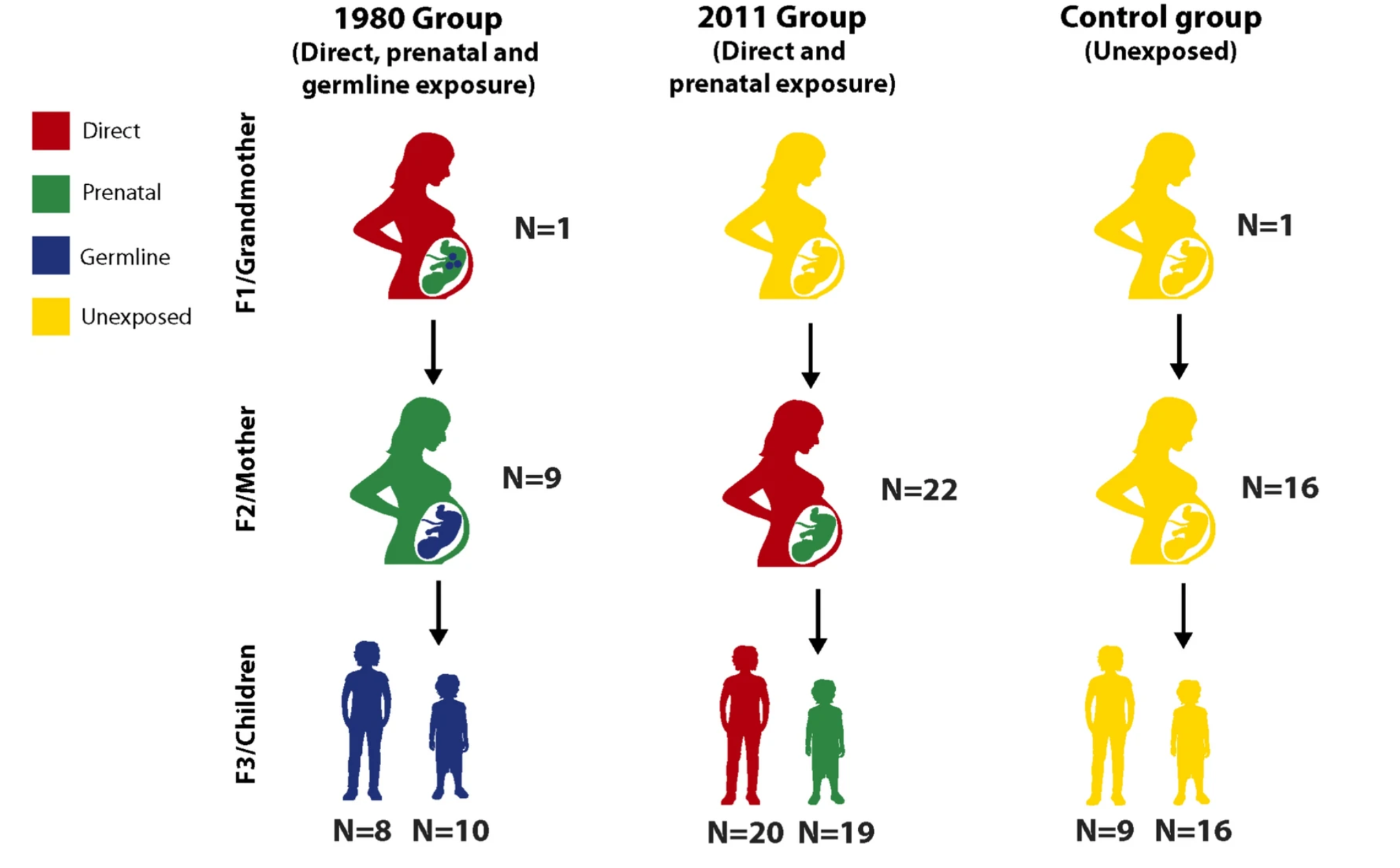 Research strategy was designed to test contrasting exposures to violence (direct, prenatal, germline) for changes in DNAm in three groups of three-generation Syrian families. The violence exposures of three generations (F1, F2, F3) for each group are indicated