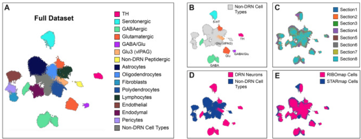 Molecular profiling of neuronal and non-neuronal cell types in DRN.