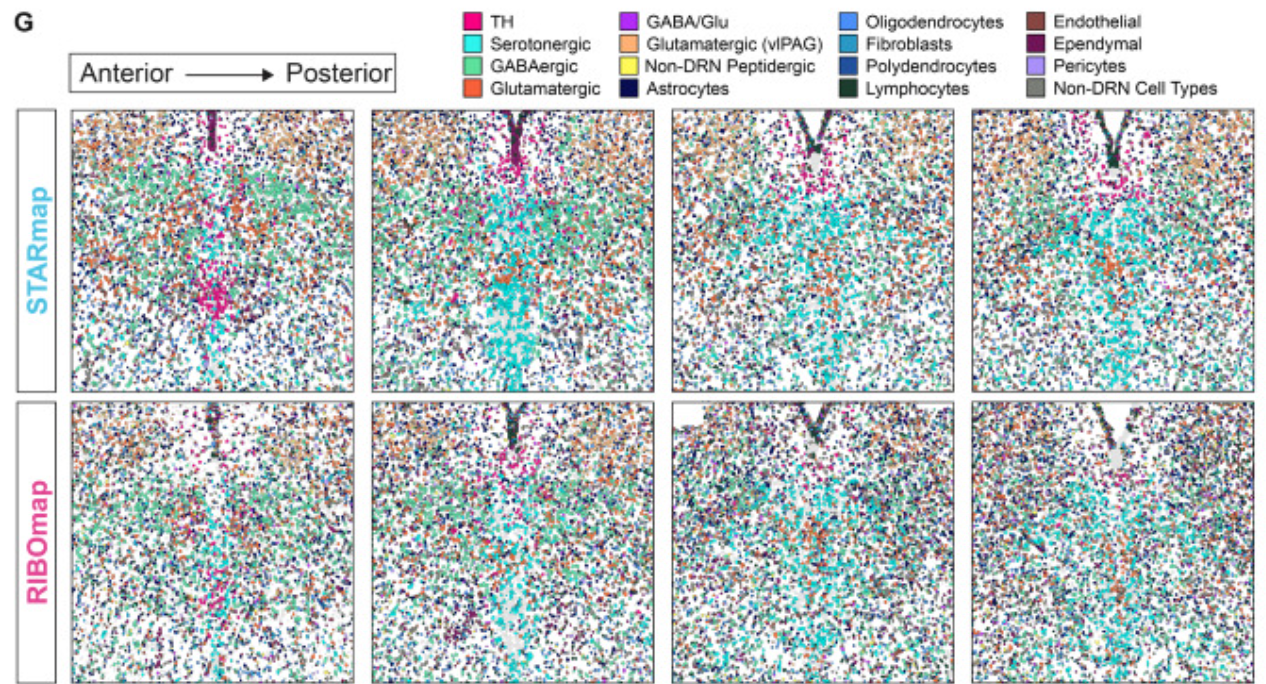 STARmap and RIBOmap spatial sequencing data of the mouse DRN.