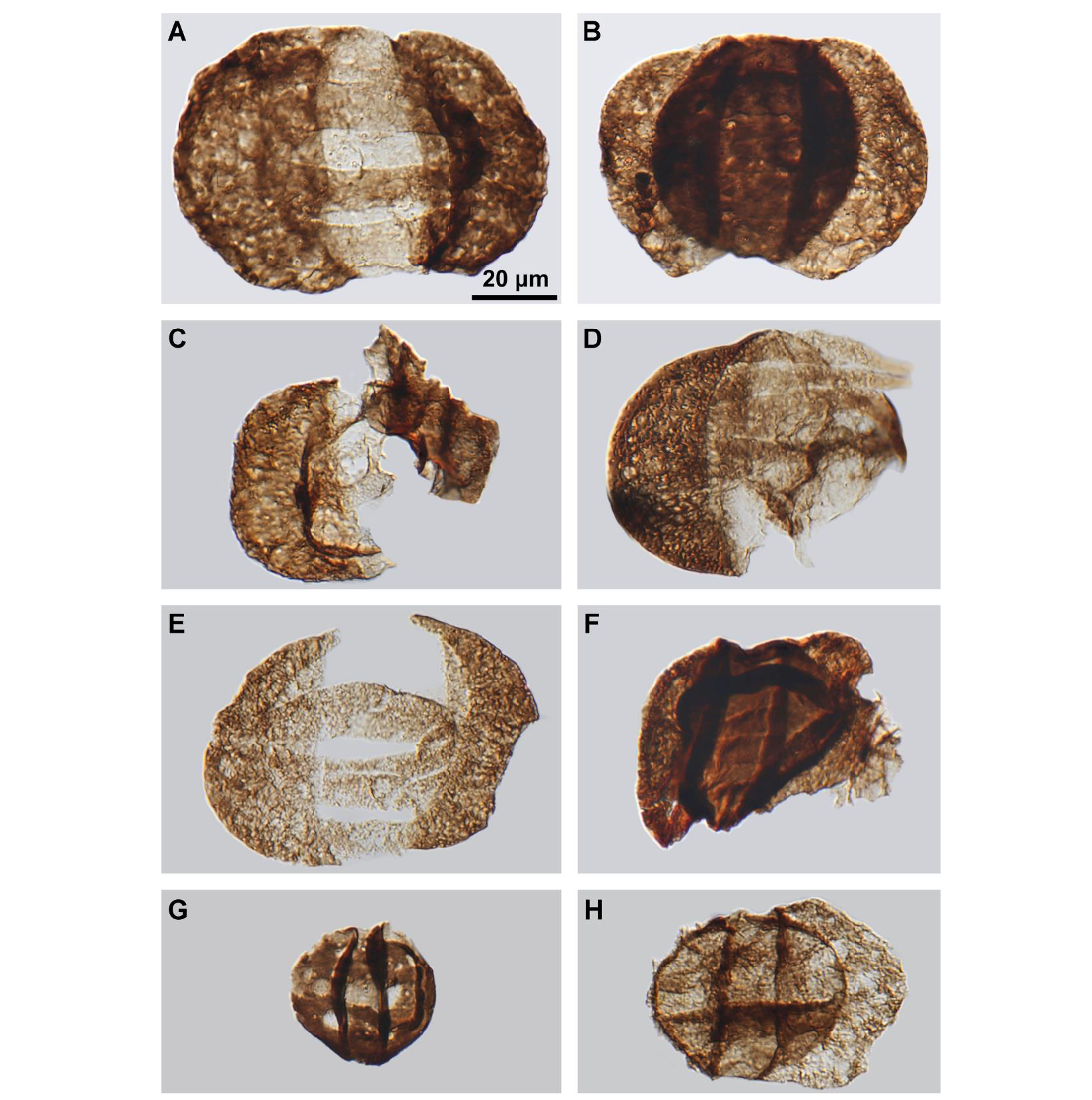 Comparison between non-reworked (A, B) and reworked (C–H) taeniate bisaccate pollen. All images are composed of focus-stacked photomicrographs taken with differential interference contrast; scale bar is 20 μm.