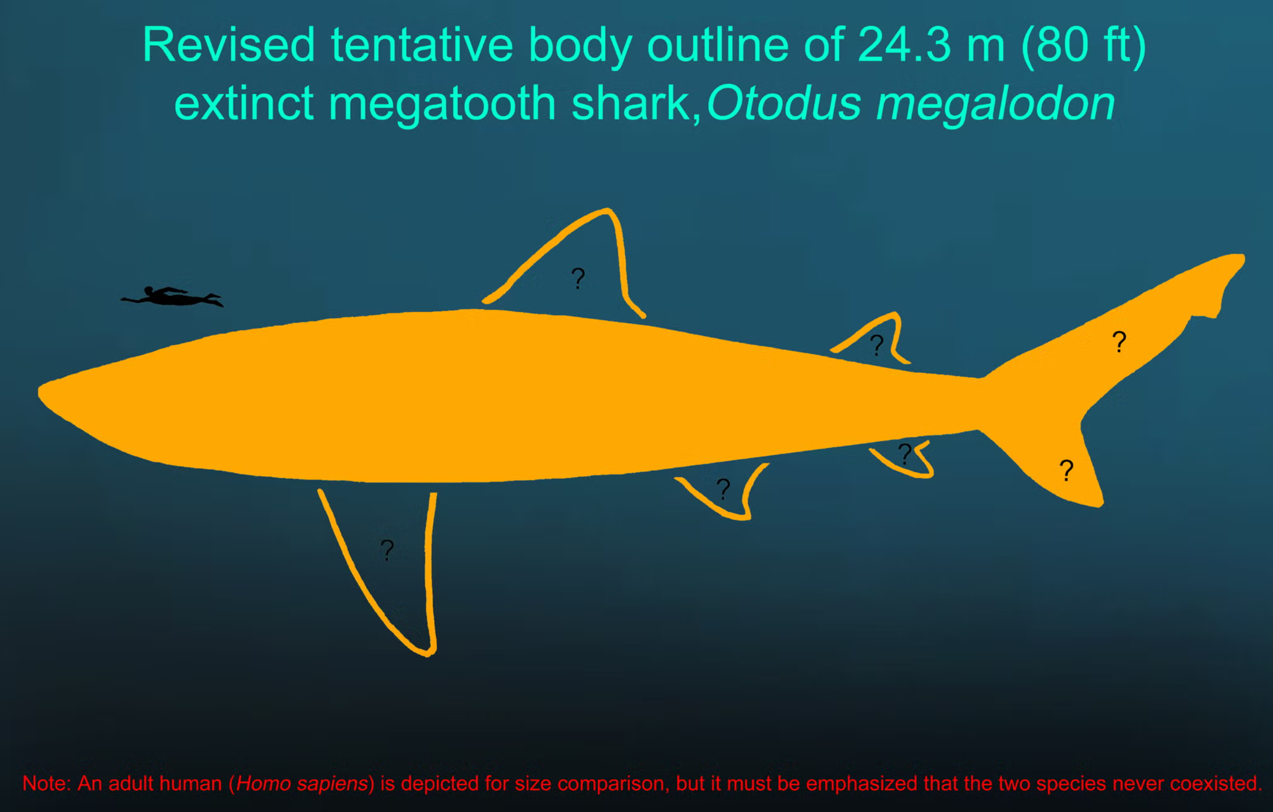 Adult human depicted for size comparison. 