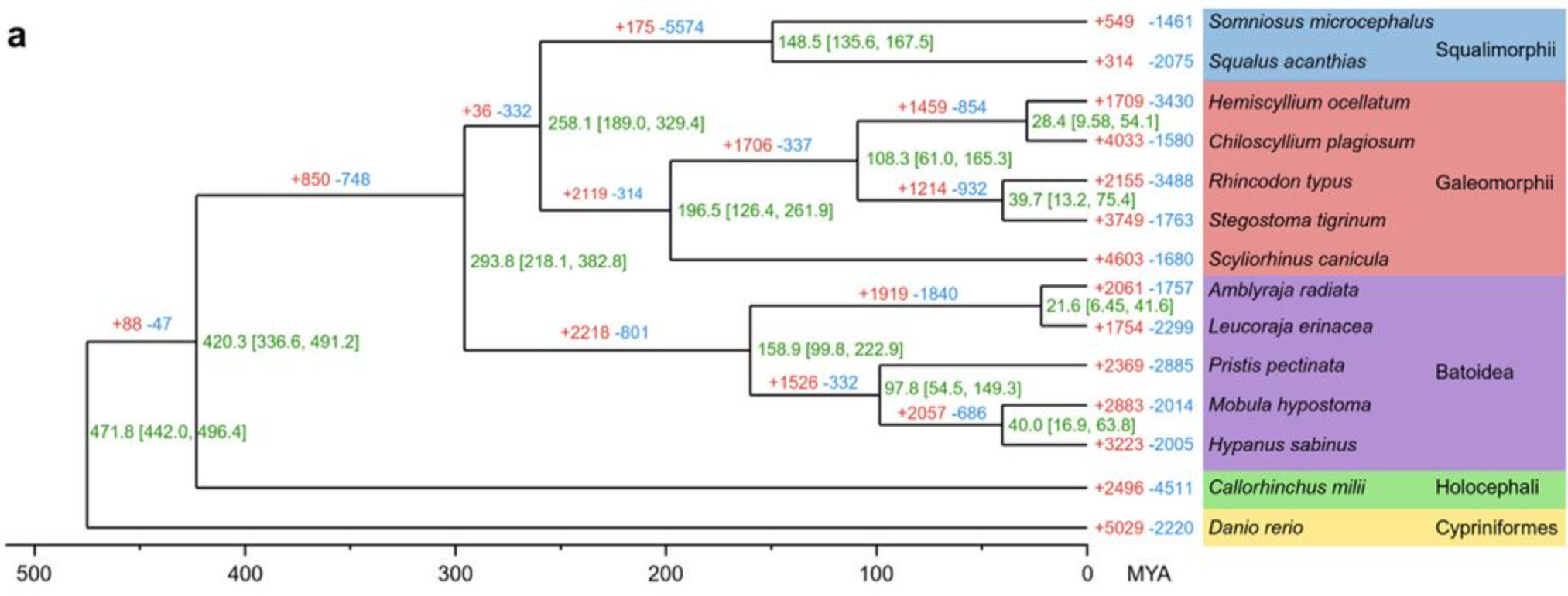 Phylogenetic tree of 14 fish species. Green numbers on nodes represent estimated divergence times, with the 95% highest posterior density (HPD) in brackets. Red and blue numbers represent expanded and contracted gene families in each species and its common ancestor. 