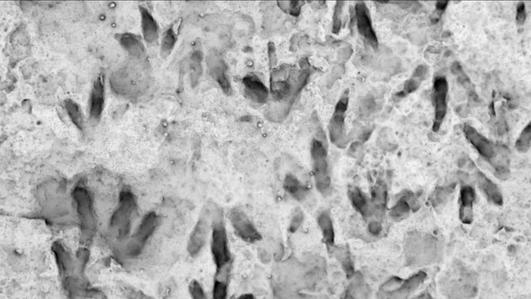 An impression of the dinosaur footprints on the rock from the Biloela State High School.