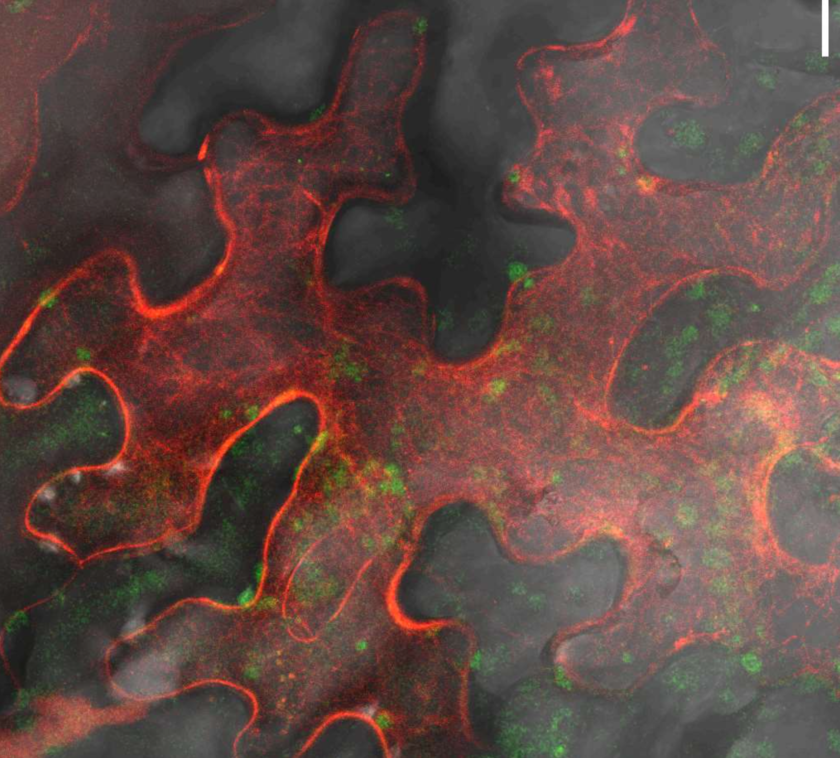The plant’s molecular machinery then transcribes and translates our peptide in impressive quantities.