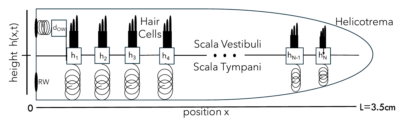 Schematic of the model. Above, we unroll the spiral shaped cochlea into a model of two fluid-filled chambers partitioned by the basilar membrane (BM). 