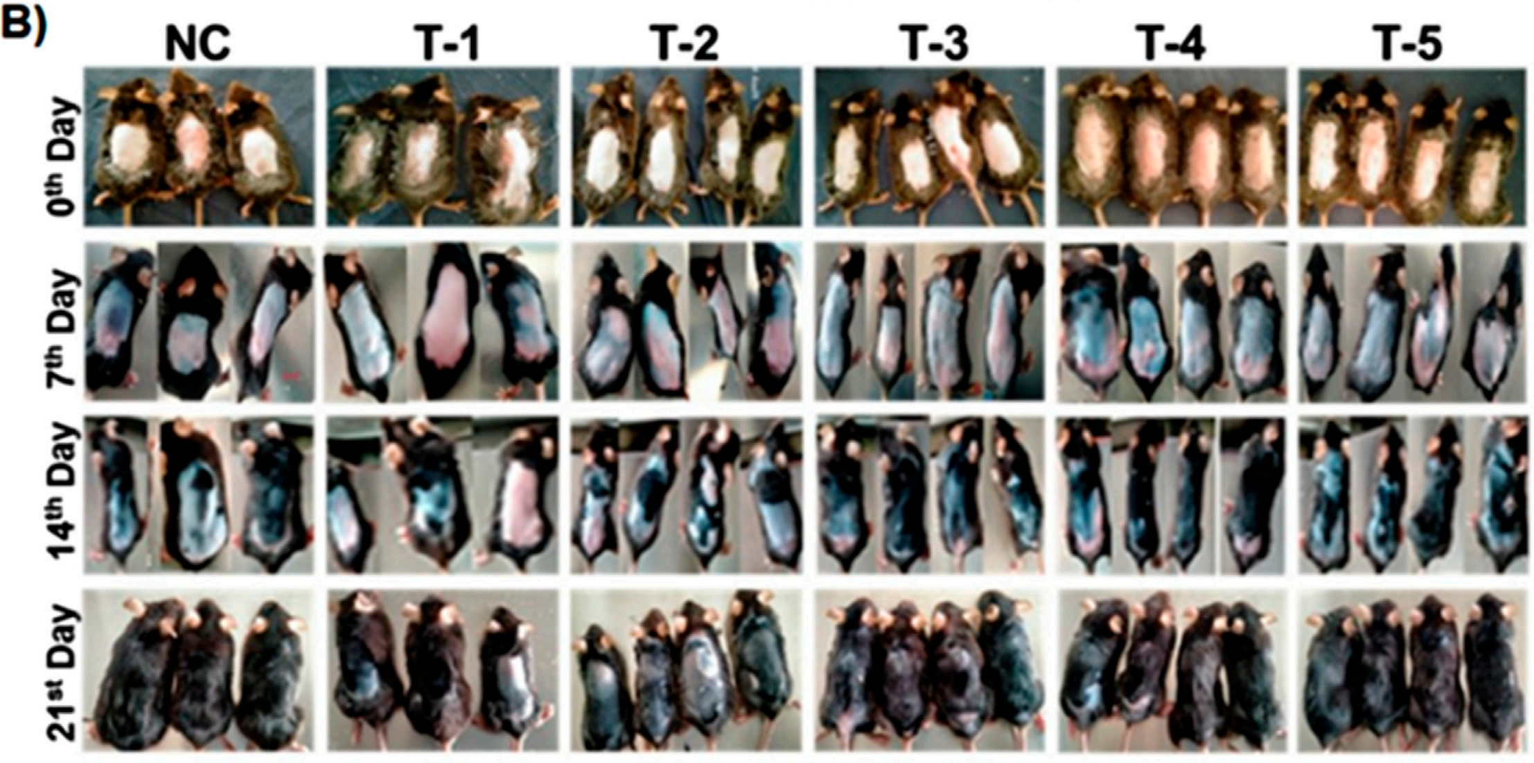 Comparison of dorsal hair regeneration of C57BL/6 mice without any treatment (NC), testosterone (T-1), blank-SA (T-2), 2dDR-SA (T-3), minoxidil (T-4), synergistic 2dDR, and minoxidil (T-5) (n = 04) at different time intervals (days 0, 7, 14, and 21 of the experiment). 
