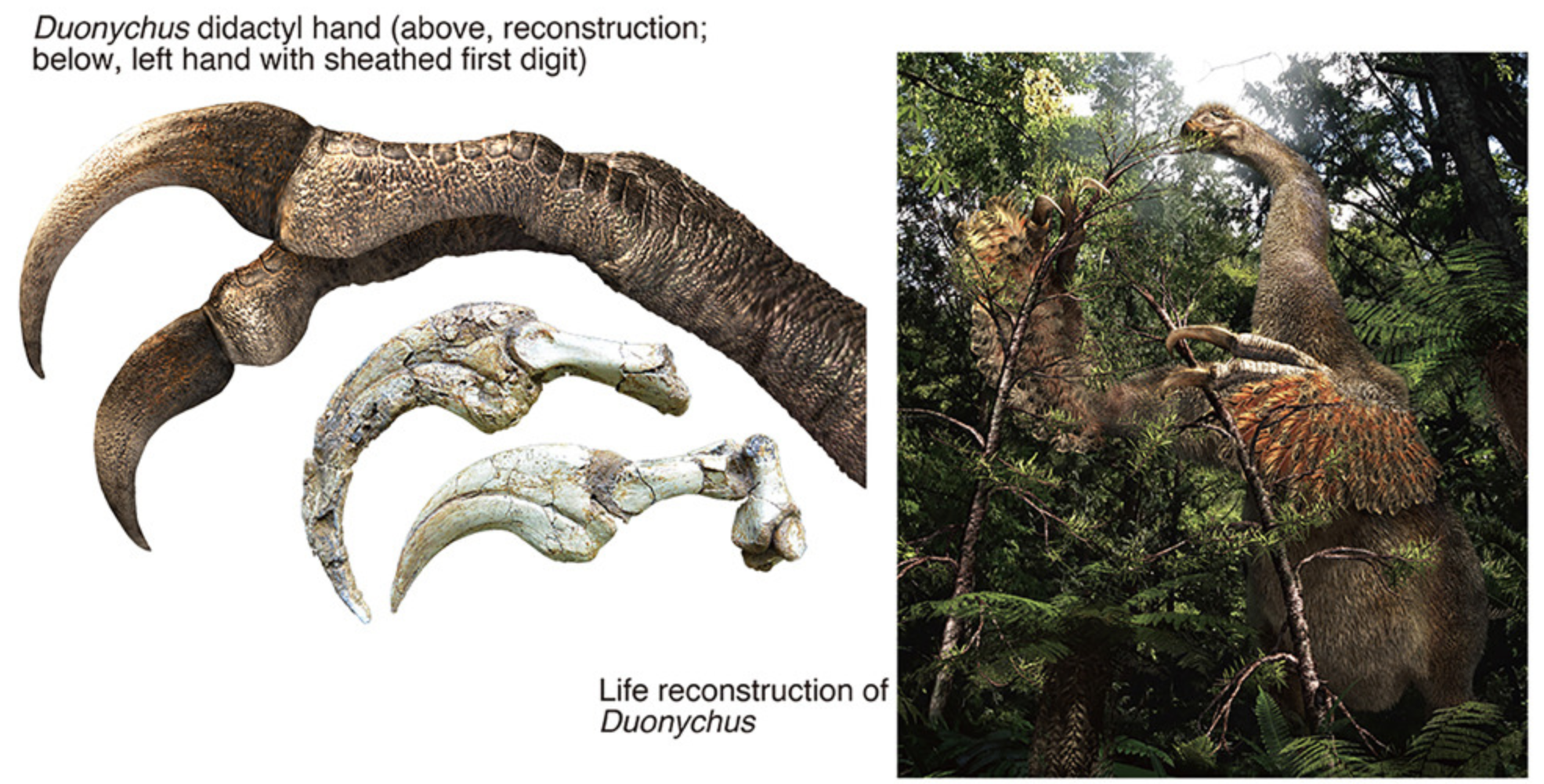 Duonychus didactyl hand (above, reconstruction; below, left hand with sheathed first digit)