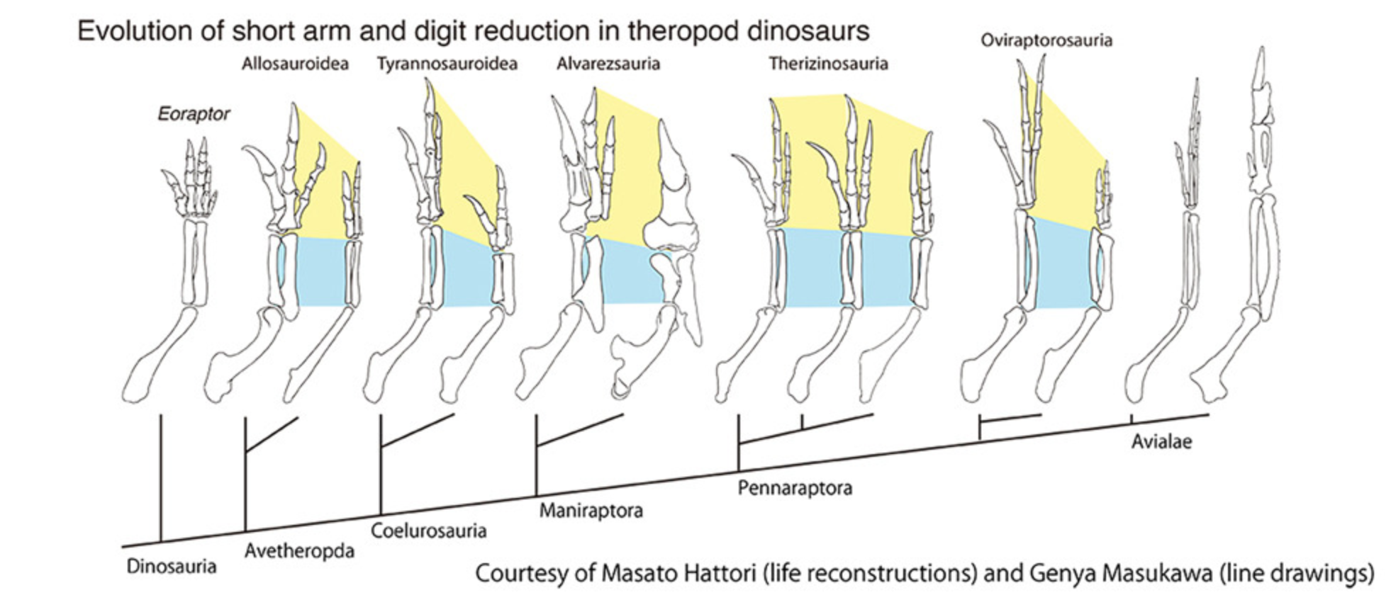 Evolution of short arm and digit reduction in theropod dinosaurs. 