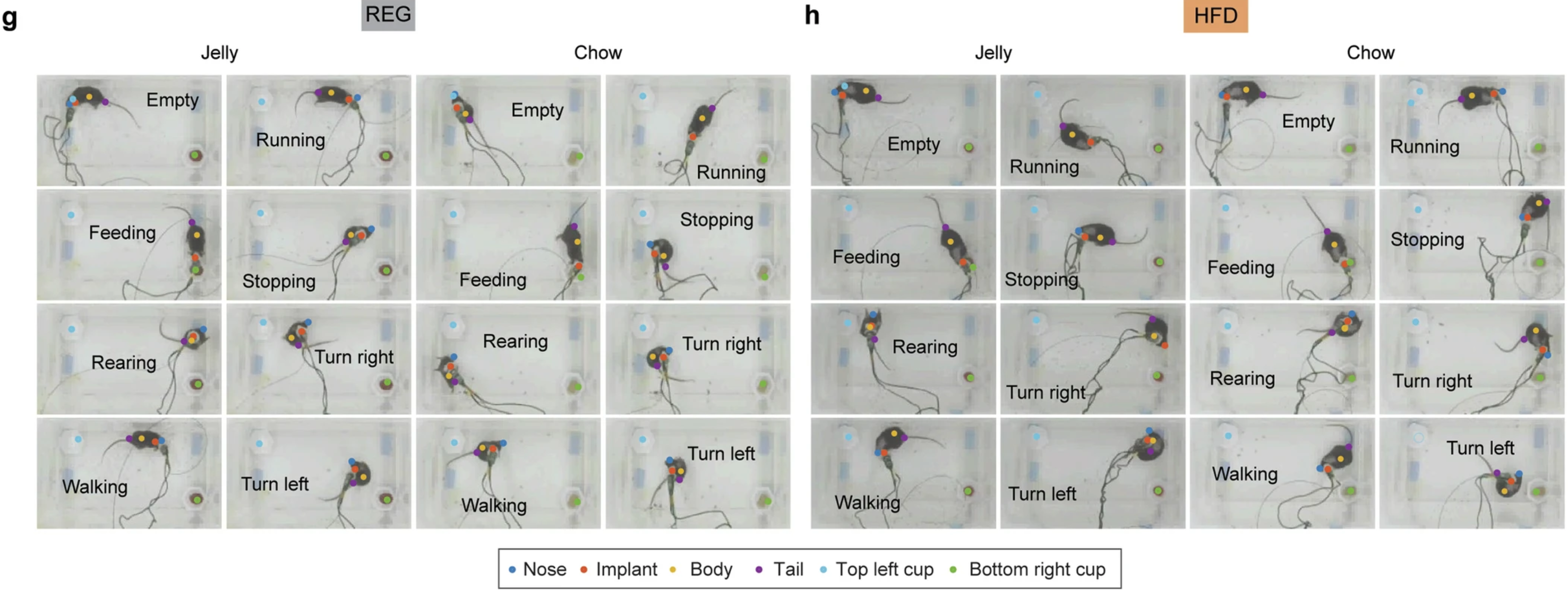 In vivo electrophysiological recordings of NAcLat → VTA neurons in REG and HFD mice.