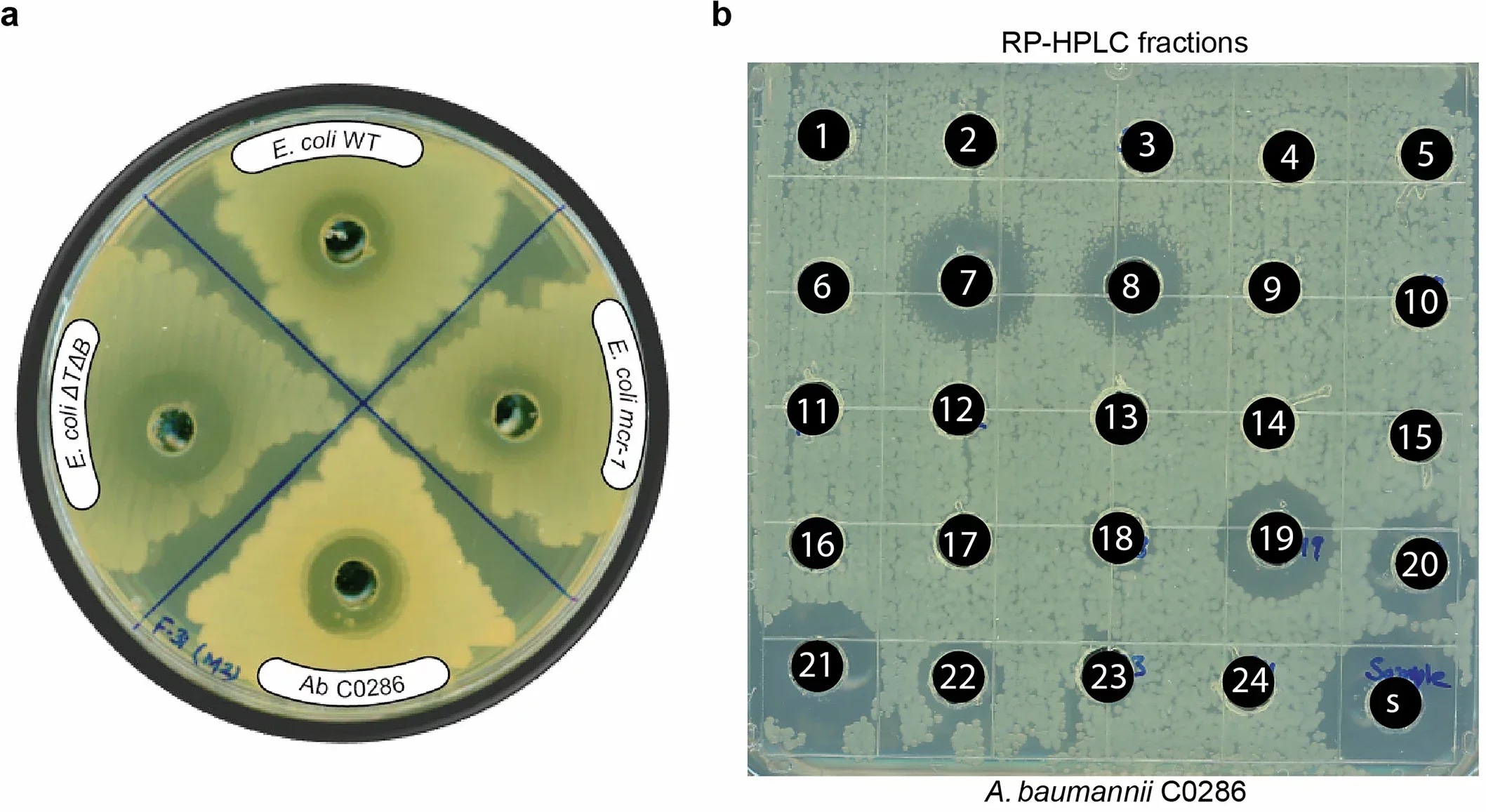 Paenibacillus sp. M2 strain produces colistin and LAR. The antibacterial activity of partially fractionated extract from Paenibacillus M2 against A. baumannii C0286 (‘Ab’) and the following E. coli BW25113 strains.