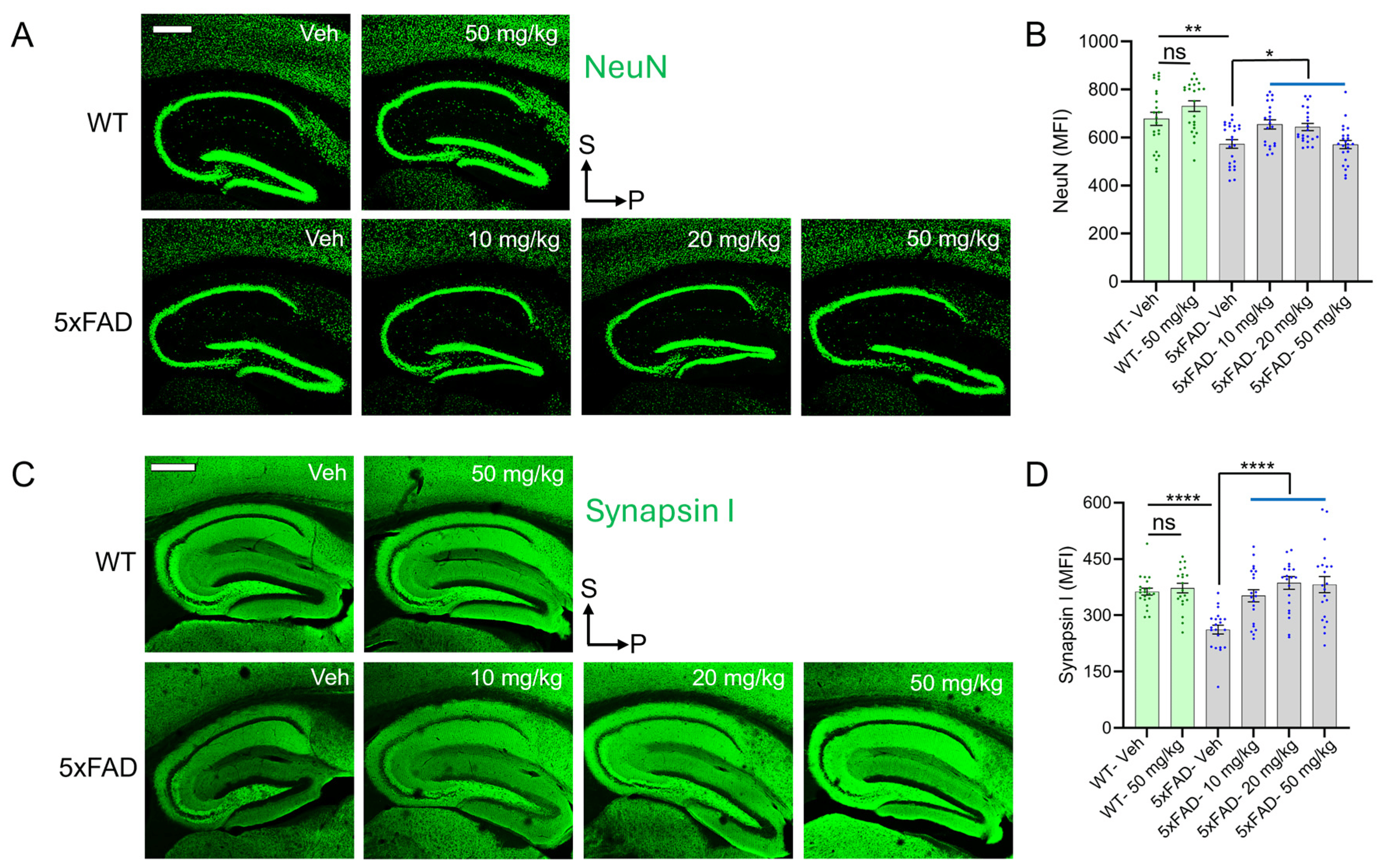 diAcCA treatment rescues deficits in neuronal and synaptic density in 5xFAD mice.