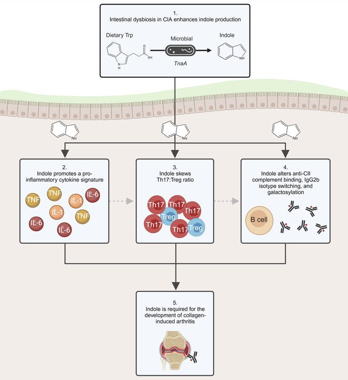 Graphical abstract representation of the study and it's findings.