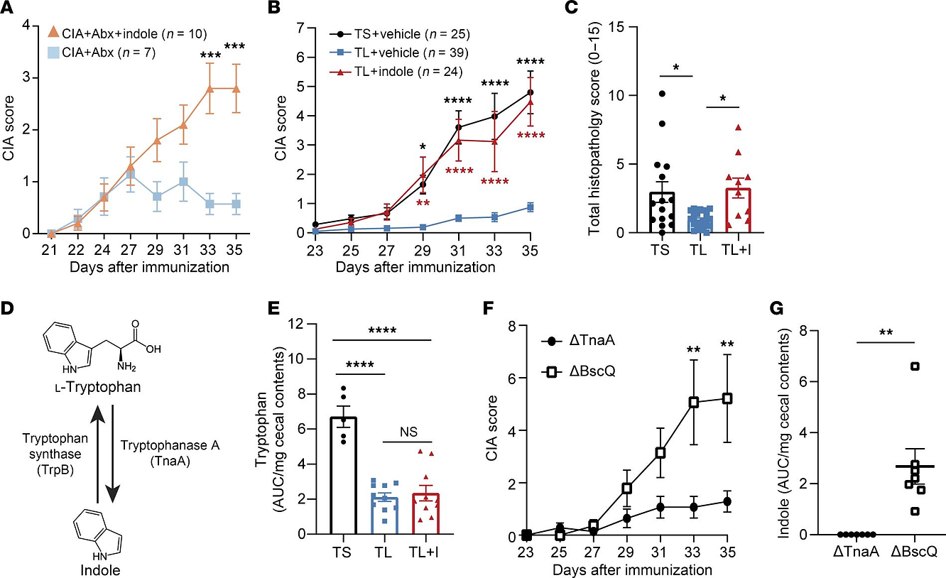 CIA was induced in 6-week-old male DBA/1 mice. On days 21–35, mice were treated with antibiotics with or without 0.1 mg/mL indole in the drinking water, and arthritis scores were assessed every other day. n = 10 (Abx+Indole); n = 7 (CIA+Abx).