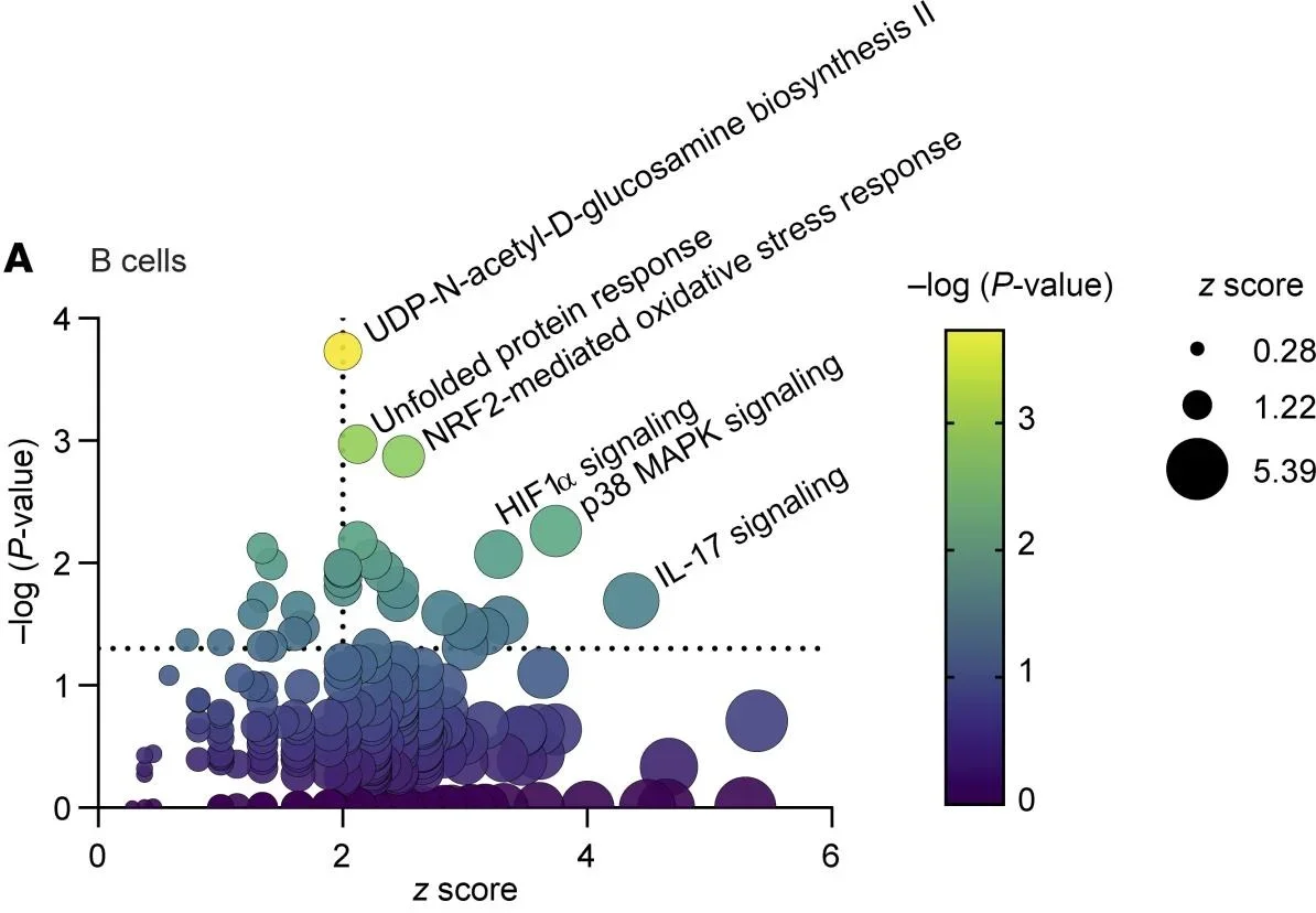 LPMCs isolated from healthy human colon tissue were stimulated with 1 mM indole or vehicle for 4 hours. CD19+ B cells and CD3+ T cells were flow sorted, and RNA was isolated for RNA-Seq. Differentially expressed pathways (indole versus vehicle) were identified with Ingenuity Pathway Analysis for CD19+ B cells.