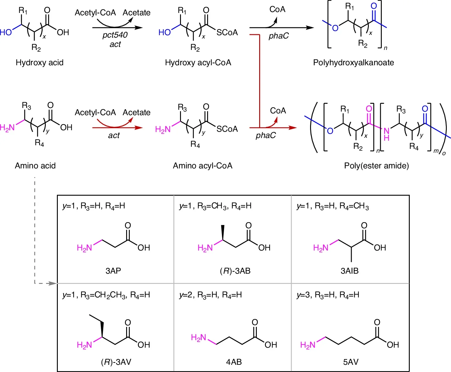 New-to-nature metabolic pathways for the production of PEAs.