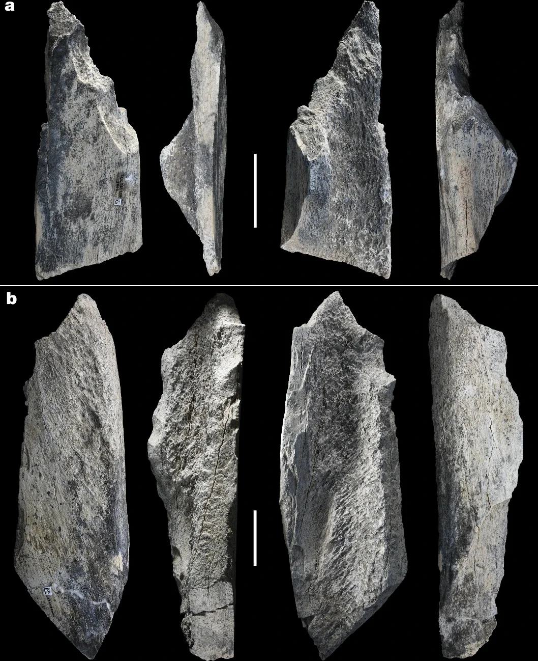 Tools made on long bone diaphysis of very large mammals. 