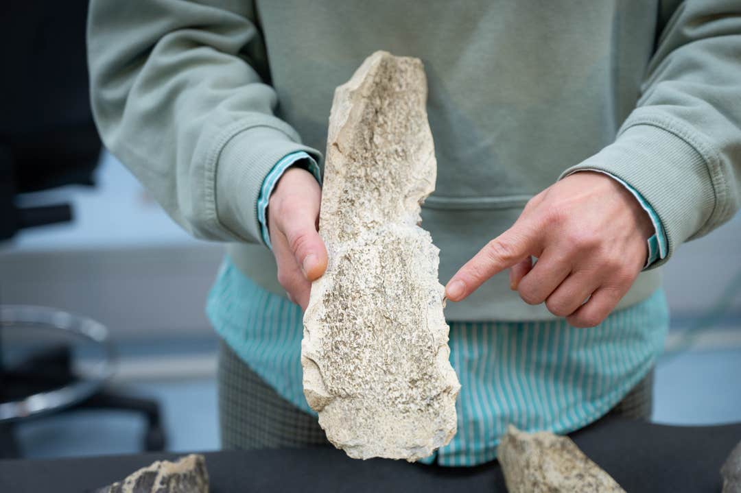 Early humans started to produce standardized bone tools 1.5 million ...