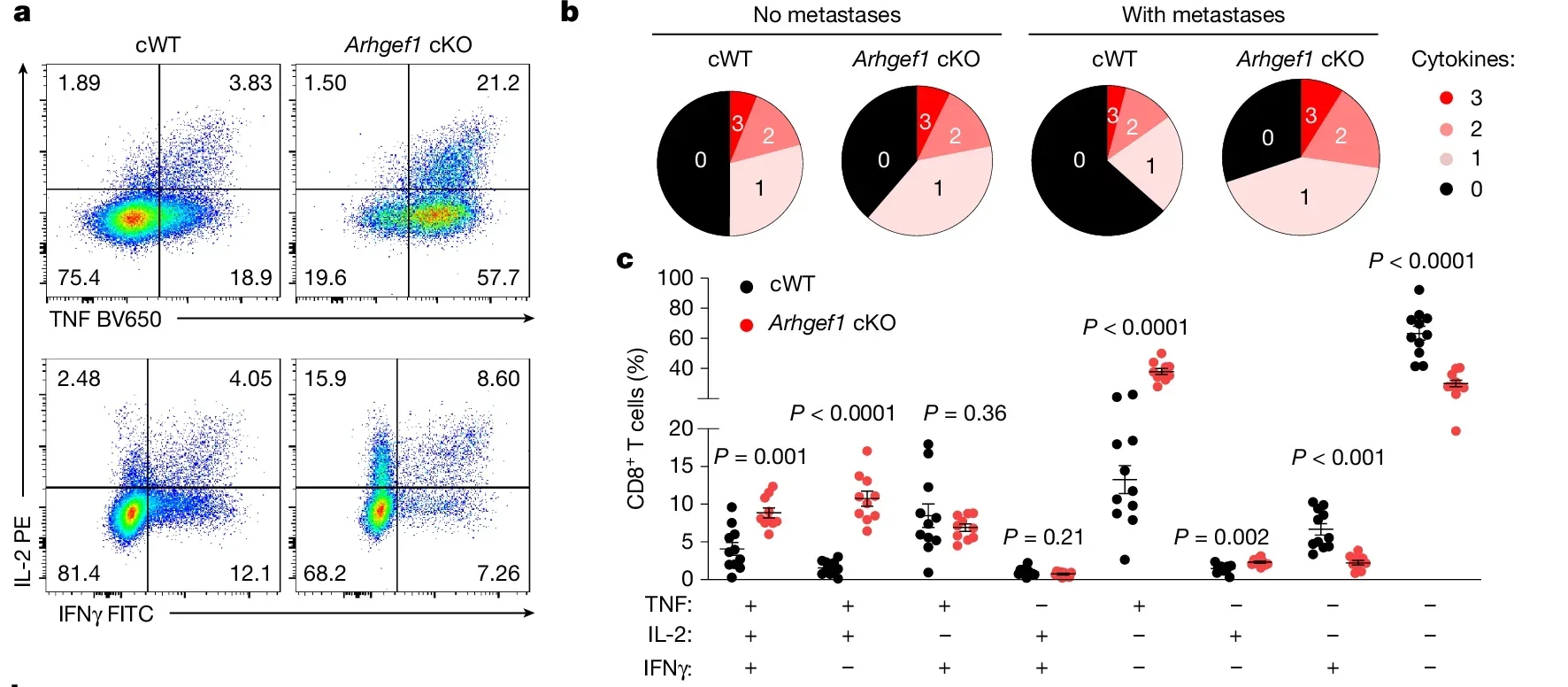 Loss of ARHGEF1 promotes CD8+ T cells with enhanced cytokine polyfunctionality.
