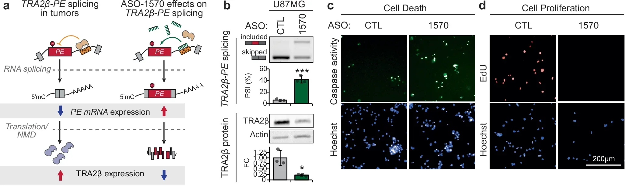 TRA2β-PE targeting ASO induces anti-cancer phenotypes across tumor cell lines.