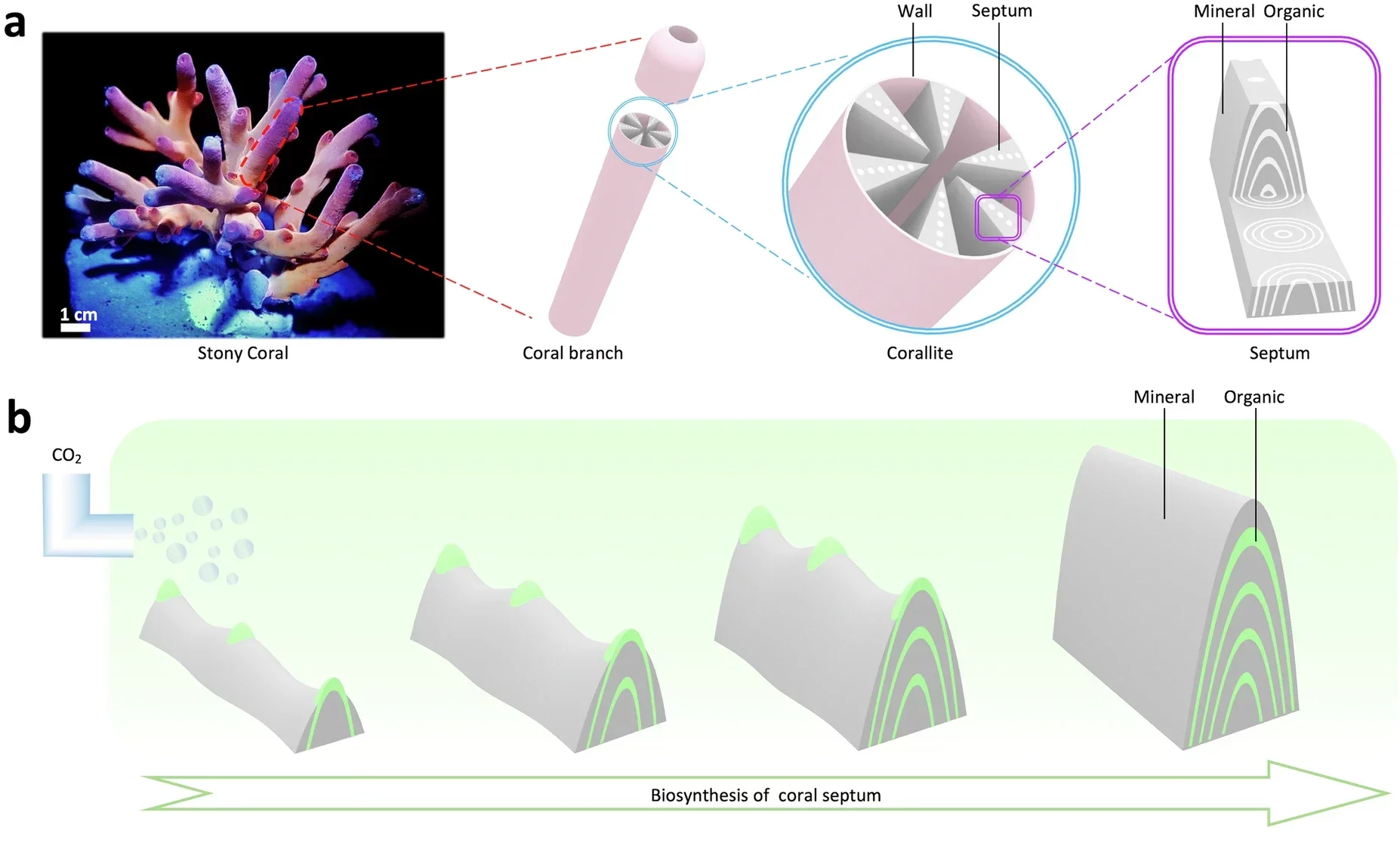The overall concept of coral-inspired carbon sequestration enabled manufacturing. Schematics to show layer-by-layer biochemical carbon sequestration enabled mineralization process to form natural coral septum. 